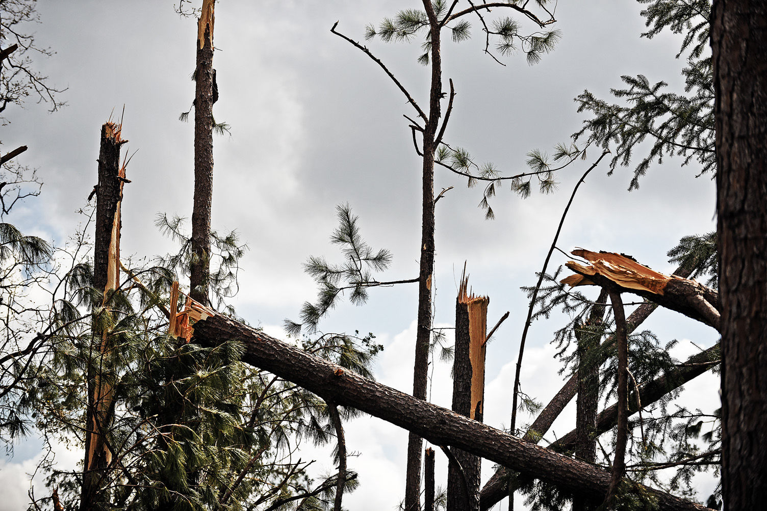 Hurricane Michael Florida timber industry